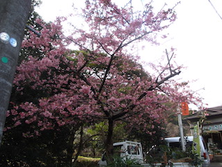 河津桜①