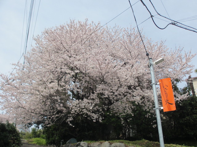 桜