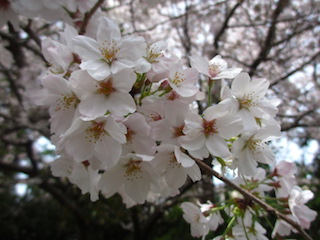 桜2