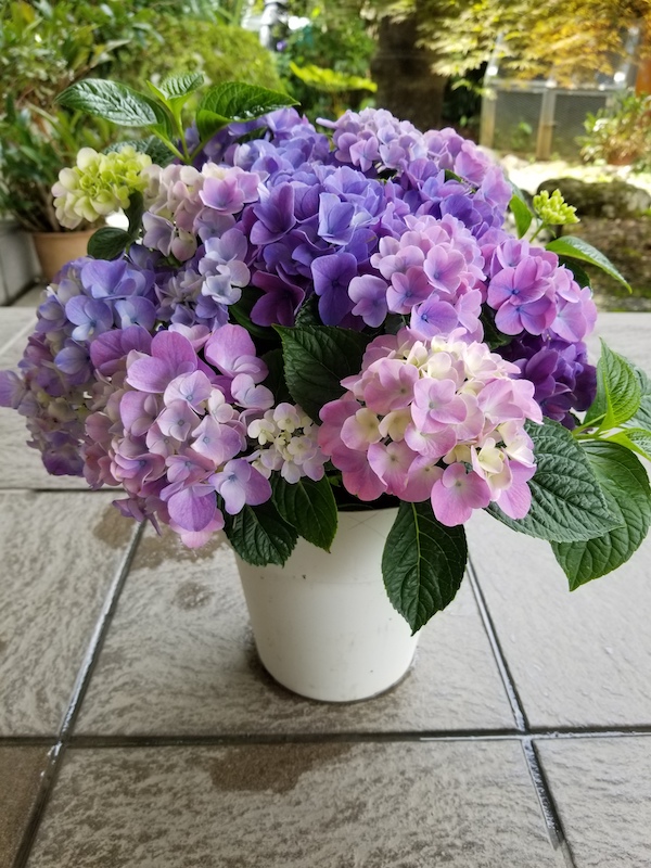 可愛い鉢植えの紫陽花です。