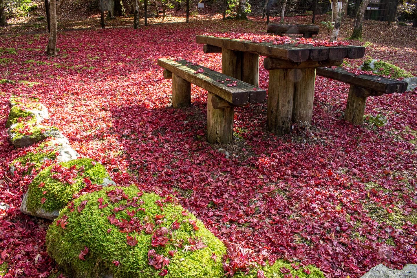 紅葉の真っ赤な絨毯