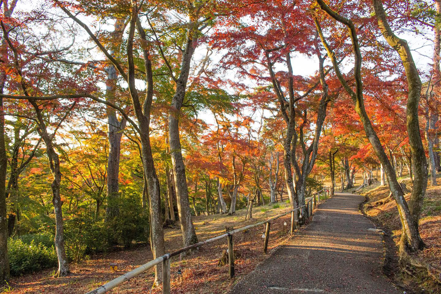 広大な敷地に紅葉のグラデーションが！