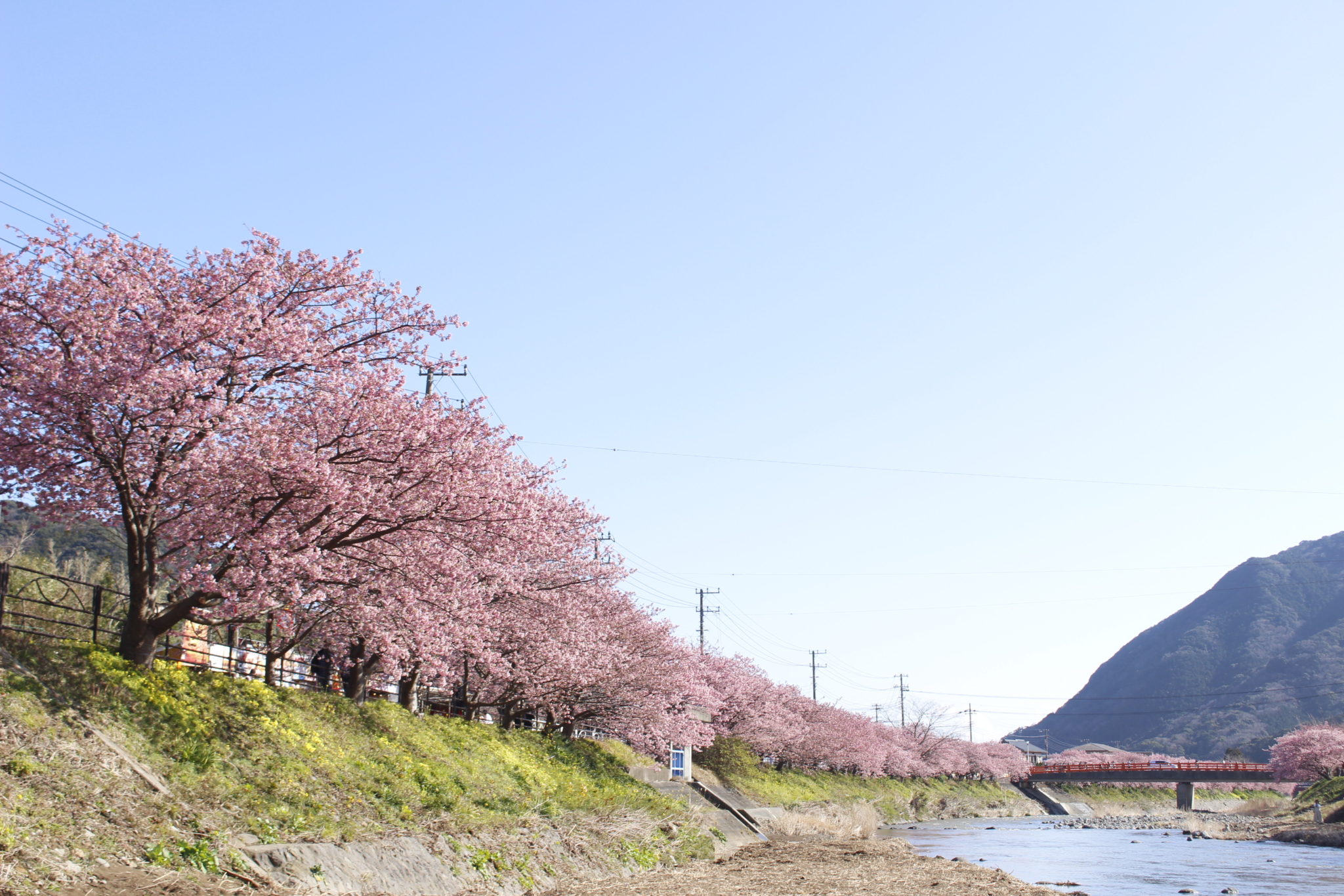 河津桜並木（2020/2/13撮影）