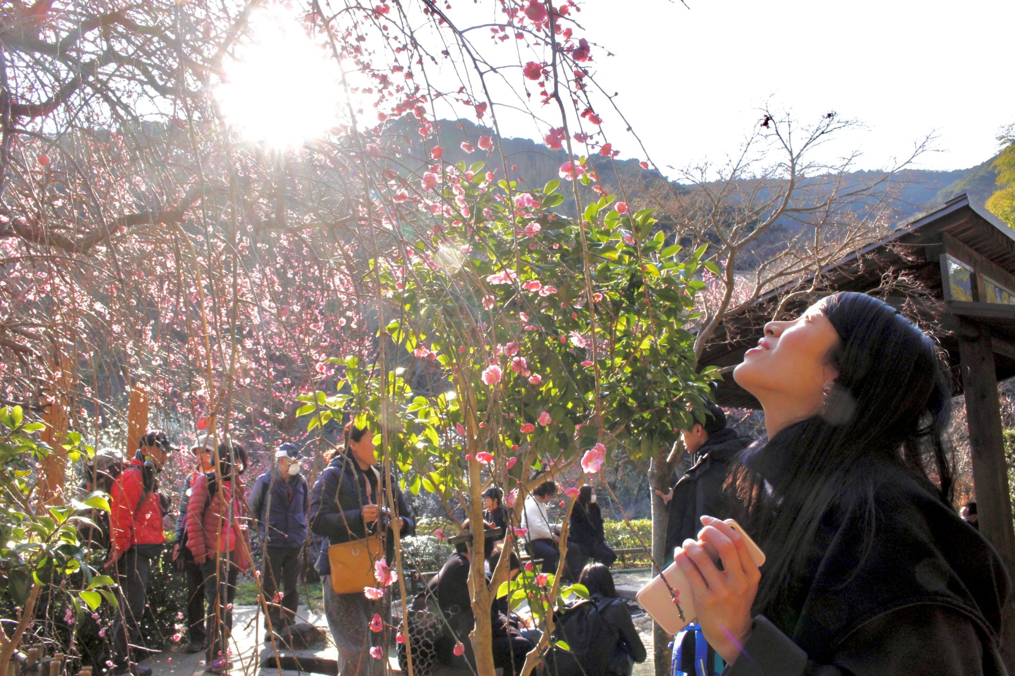 芳醇な香りが楽しめます（2020/2/8撮影）