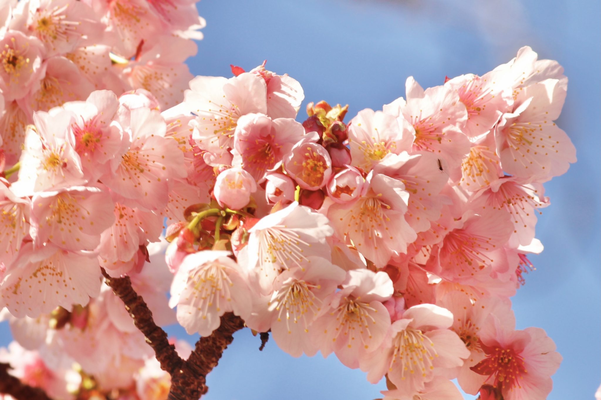 糸川遊歩道　熱海桜（2020/1/30撮影）