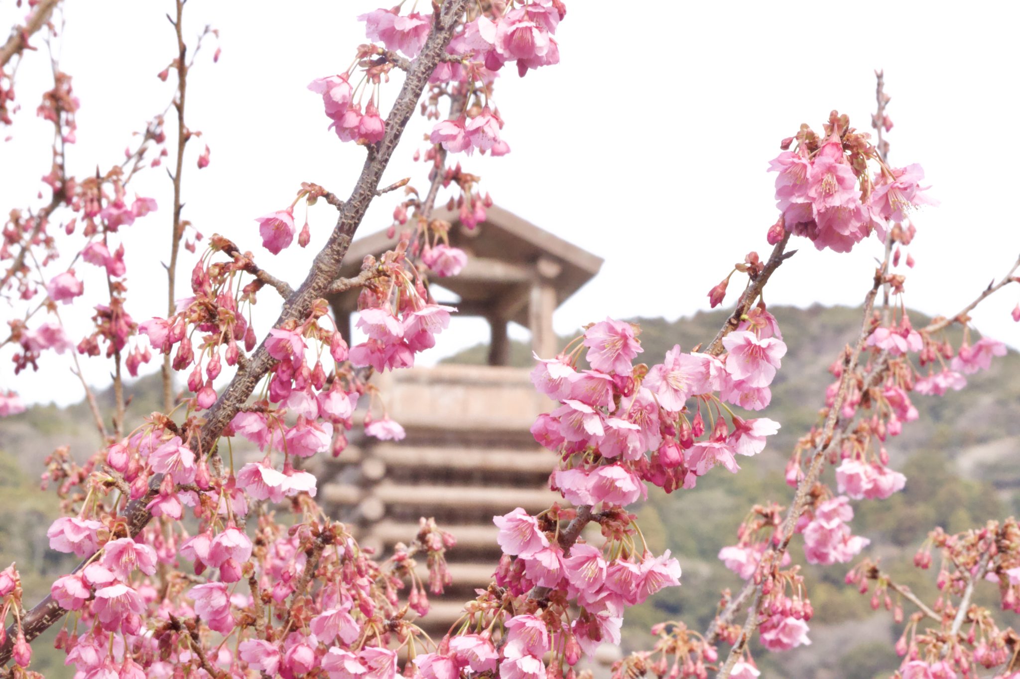 松原公園の土肥桜（2022/1/24撮影）