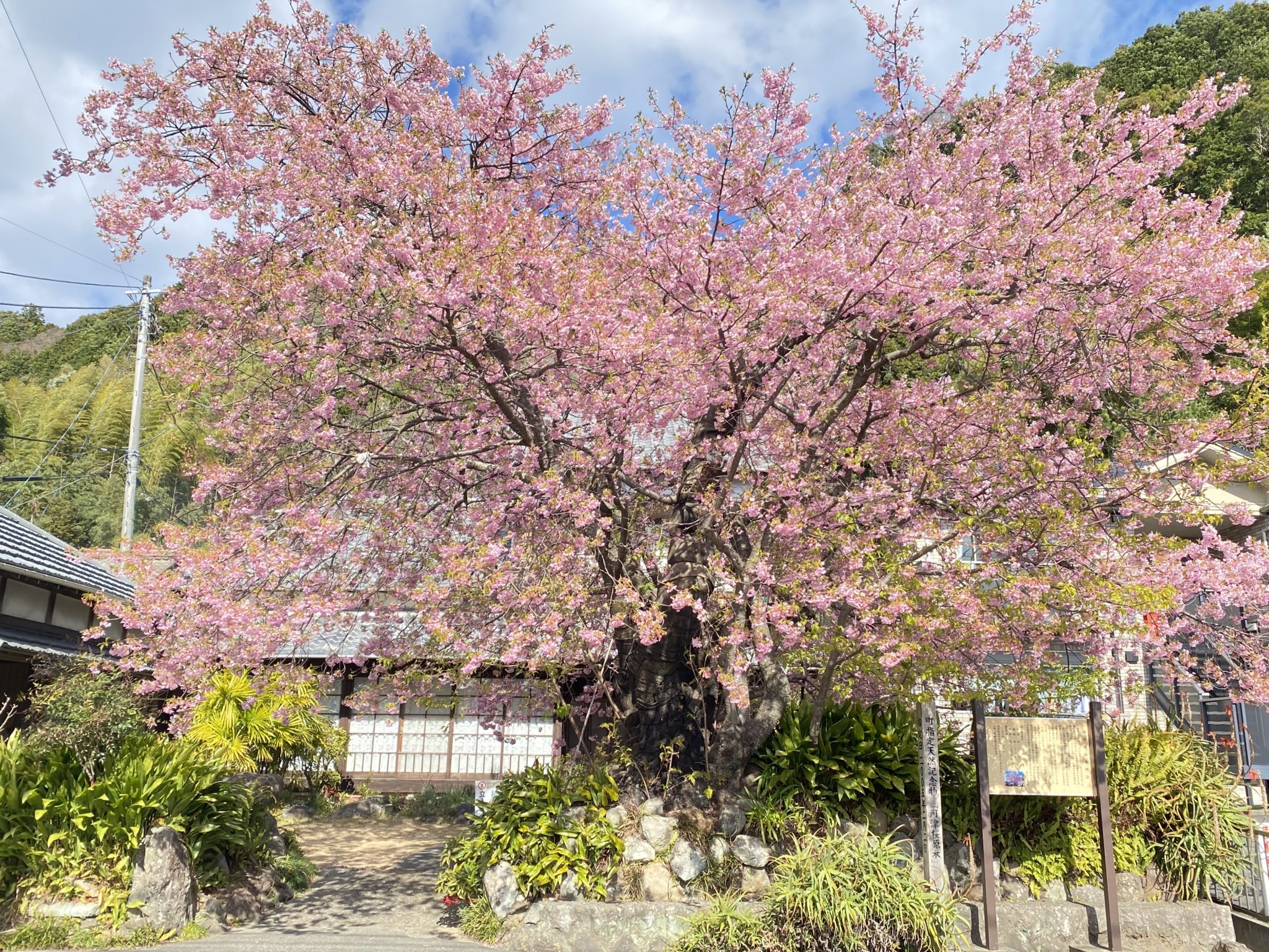 河津桜の原木は町の天然記念物です（2021/2/18撮影））