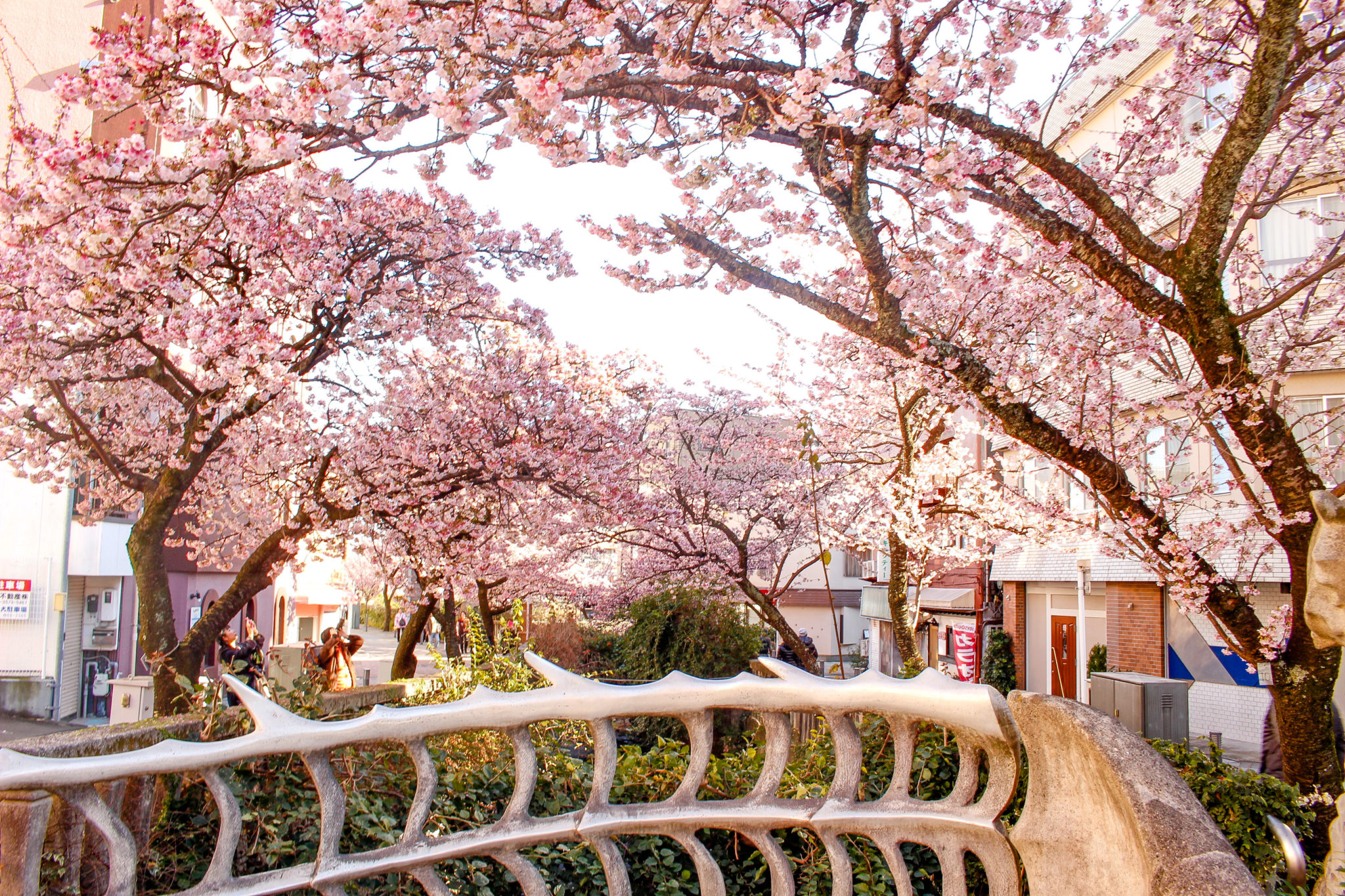 糸川遊歩道　熱海桜（2020/1/30撮影）