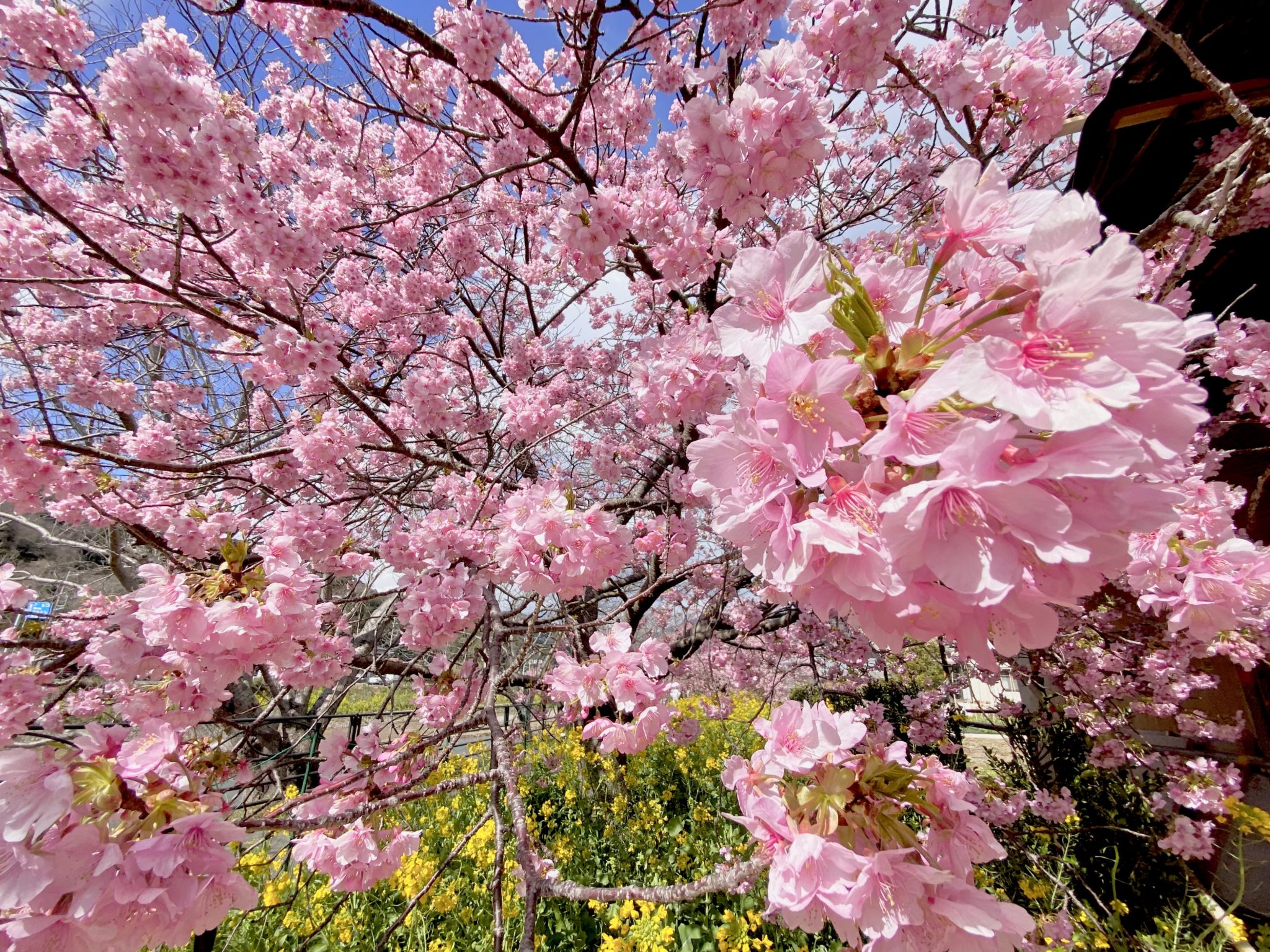 足元に菜の花が咲くエリアもあります（2021/2/18撮影）