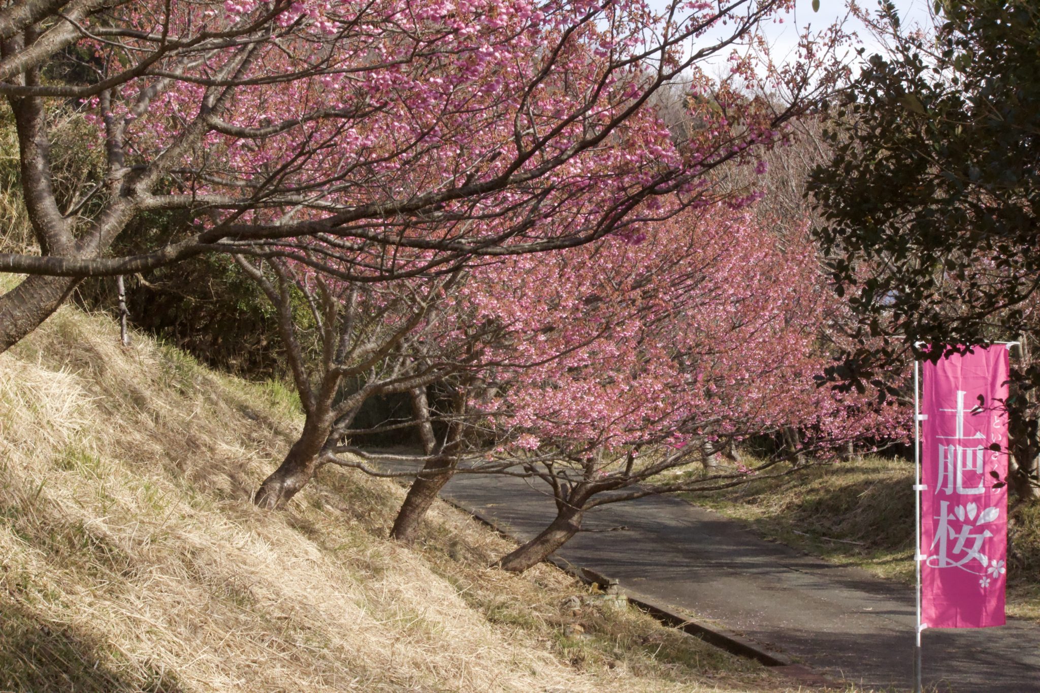 恋人岬　第一駐車場坂を下った桜並木（2022/1/24撮影）