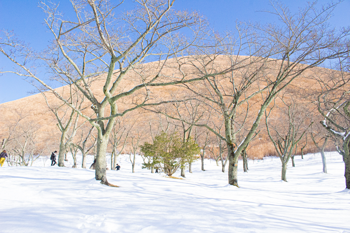 大室山の麓　さくらの里