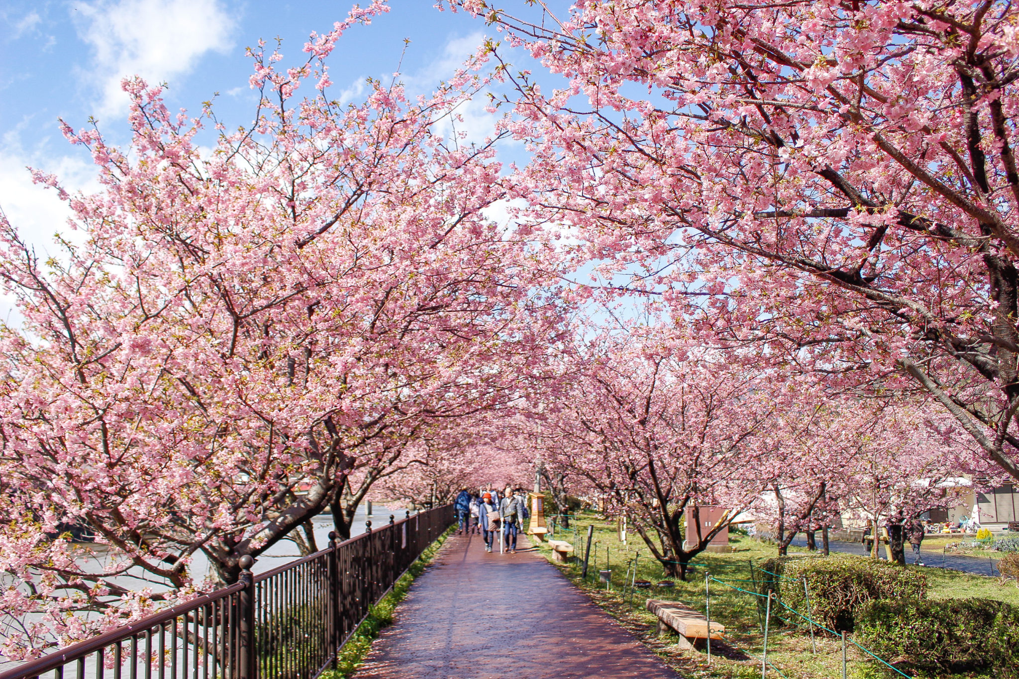 河津桜並木（2021/2/18撮影）