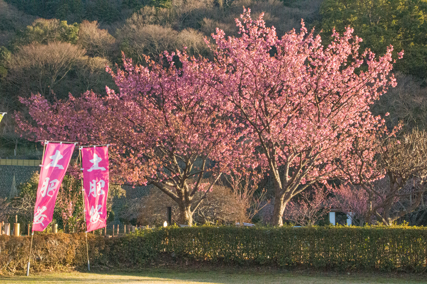 土肥金山の土肥桜（2022/1/2/24撮影）