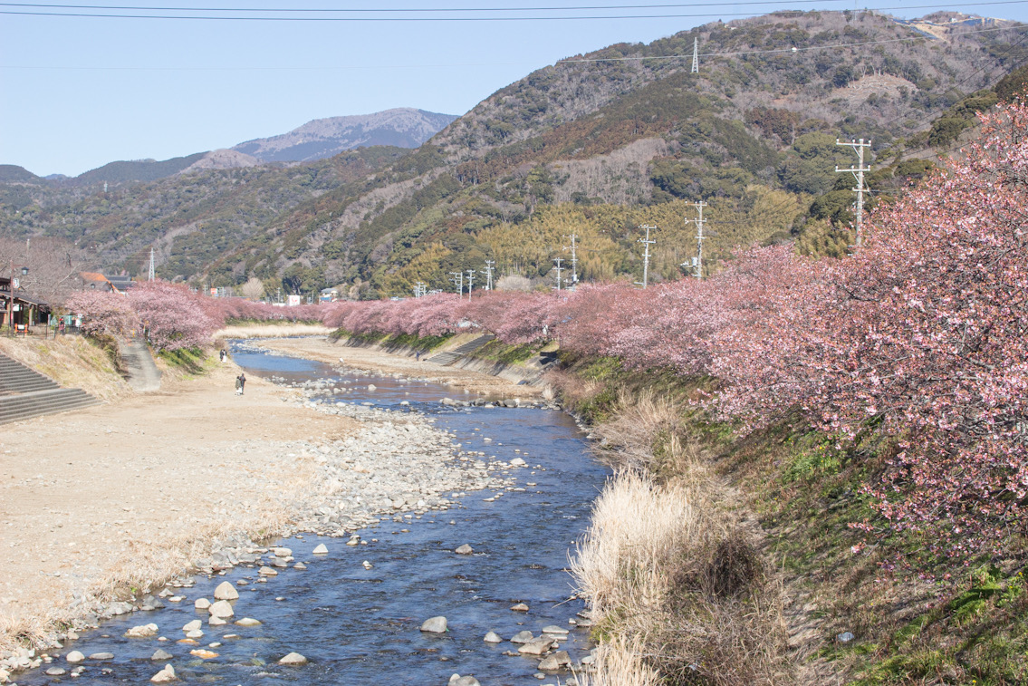 豊泉橋〜峰小橋は8分咲きです