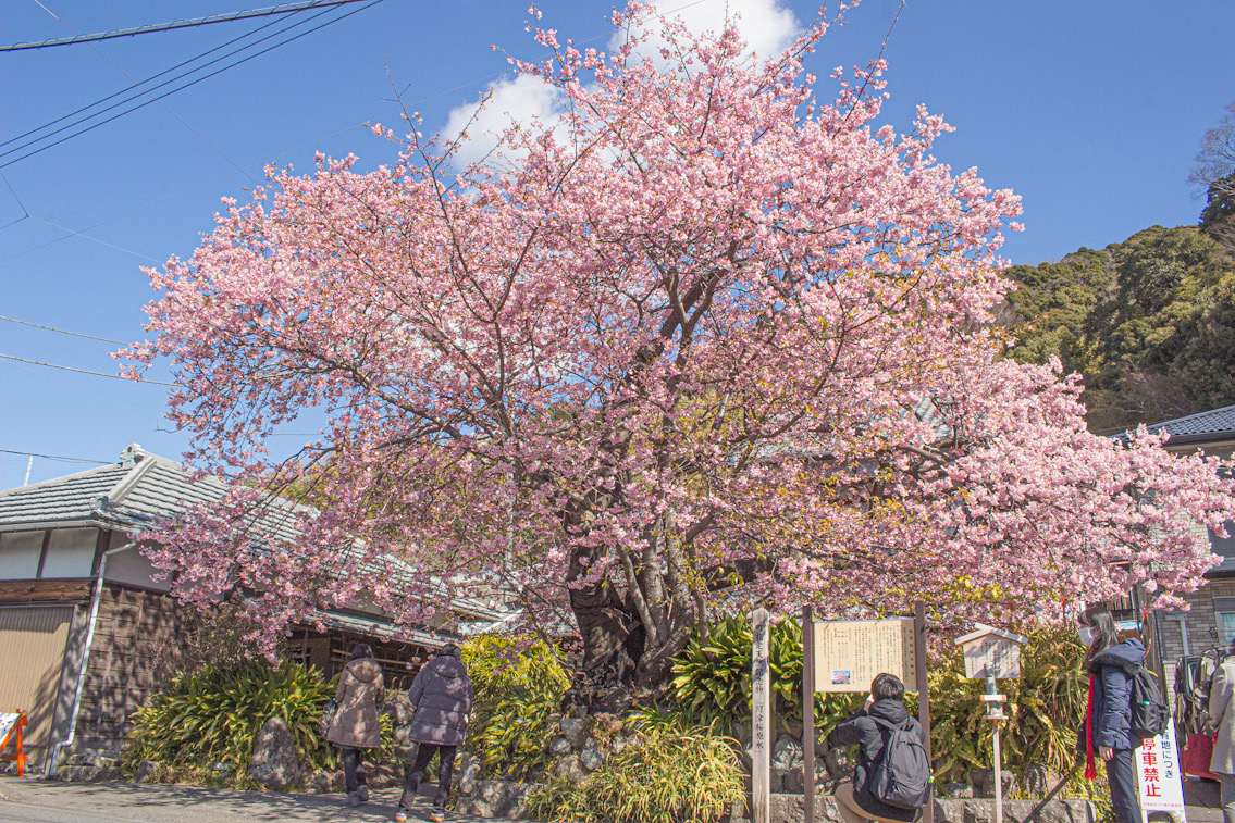 河津桜原木は満開です！