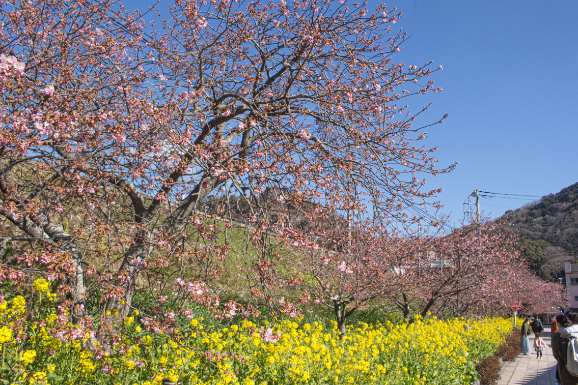 駅前桜並木は1分咲きです