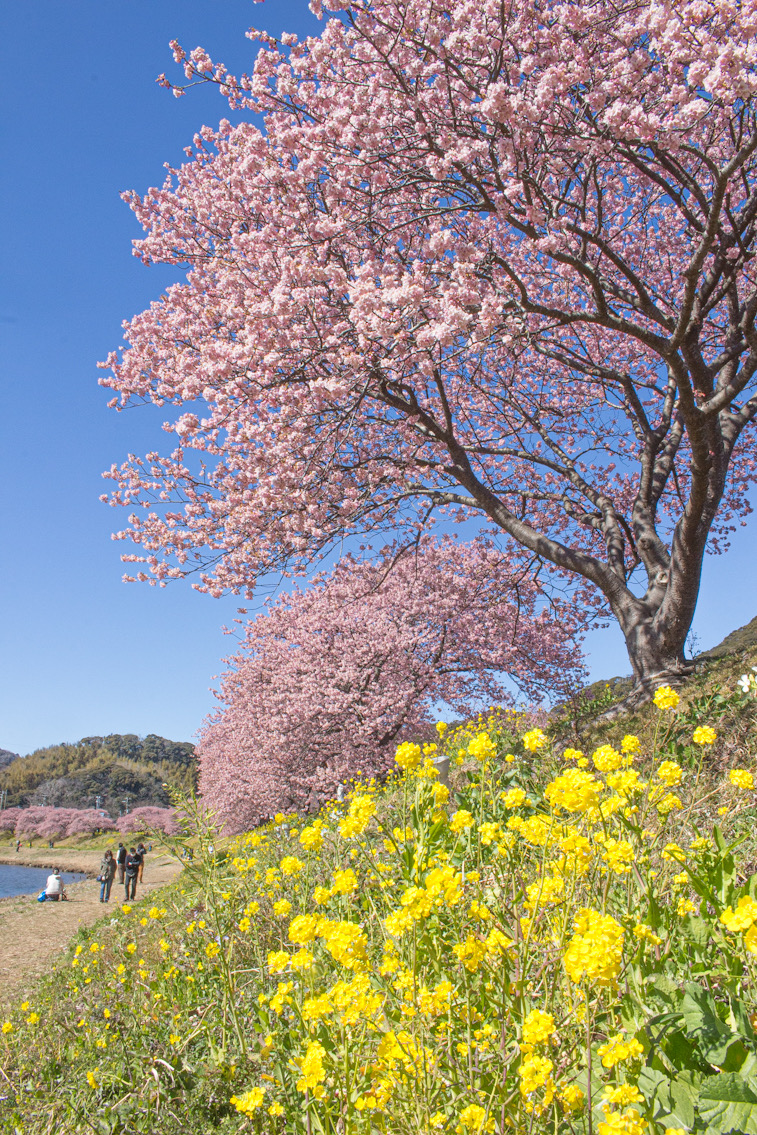 菜の花と河津桜のコントラストが綺麗ですよ♪