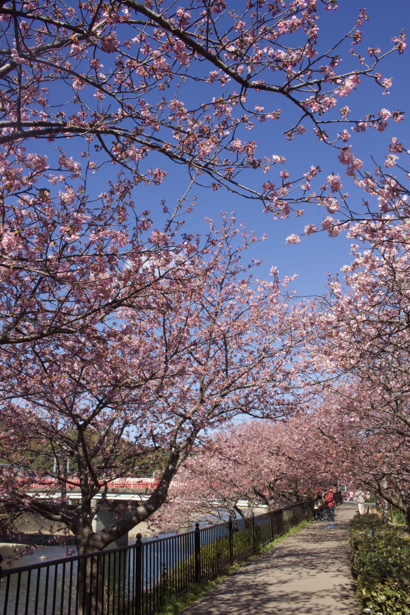 館橋桜並木辺りは4分咲きです