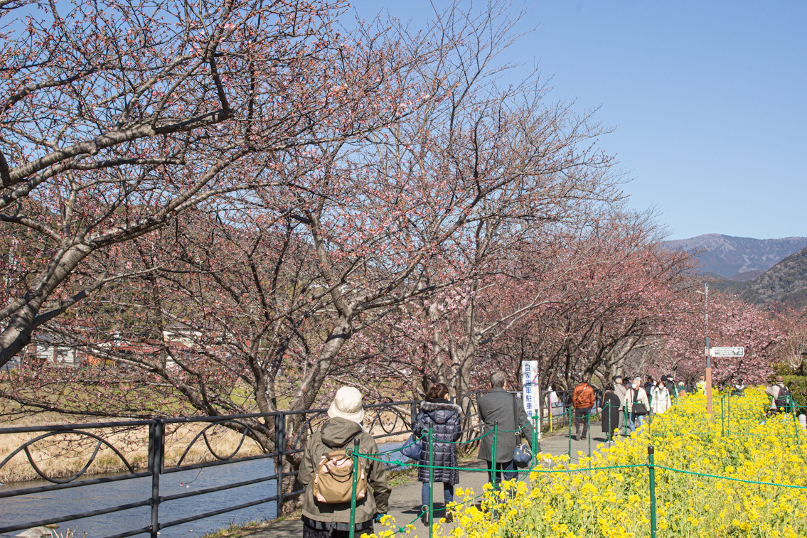 荒倉橋〜来宮橋のメイン会場は2分咲きです