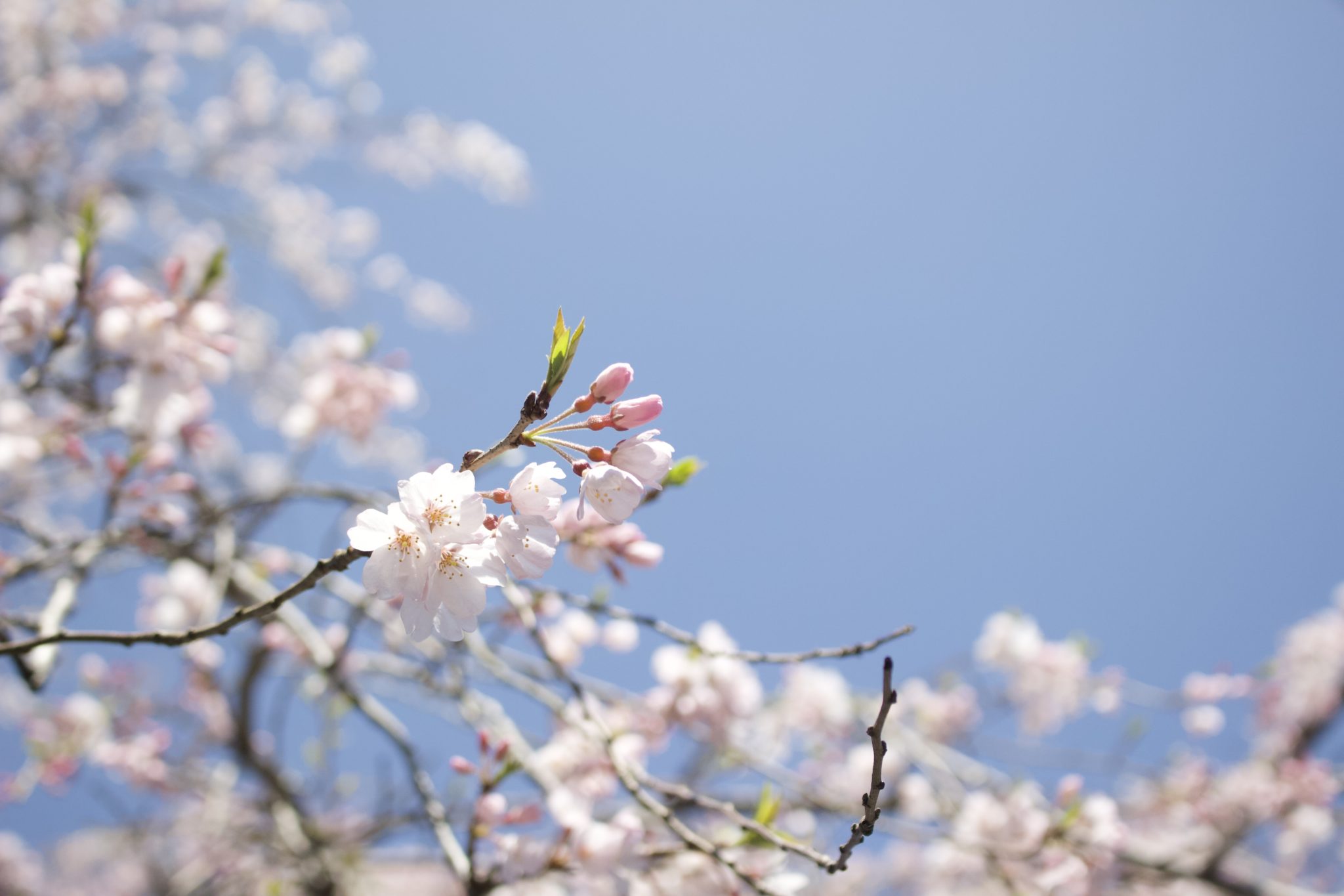 可憐な花をつける枝垂れ桜
