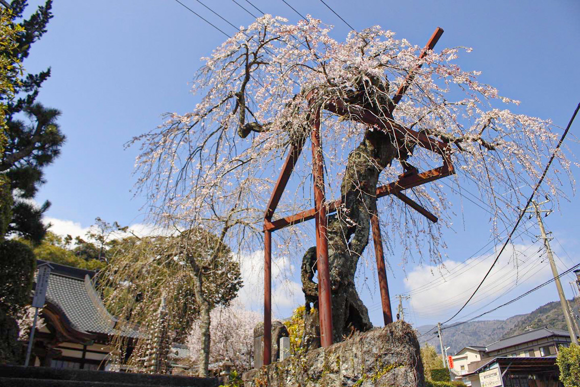 東伊豆町の天然記念物　樹齢400年の枝垂れ桜。貫禄があります！