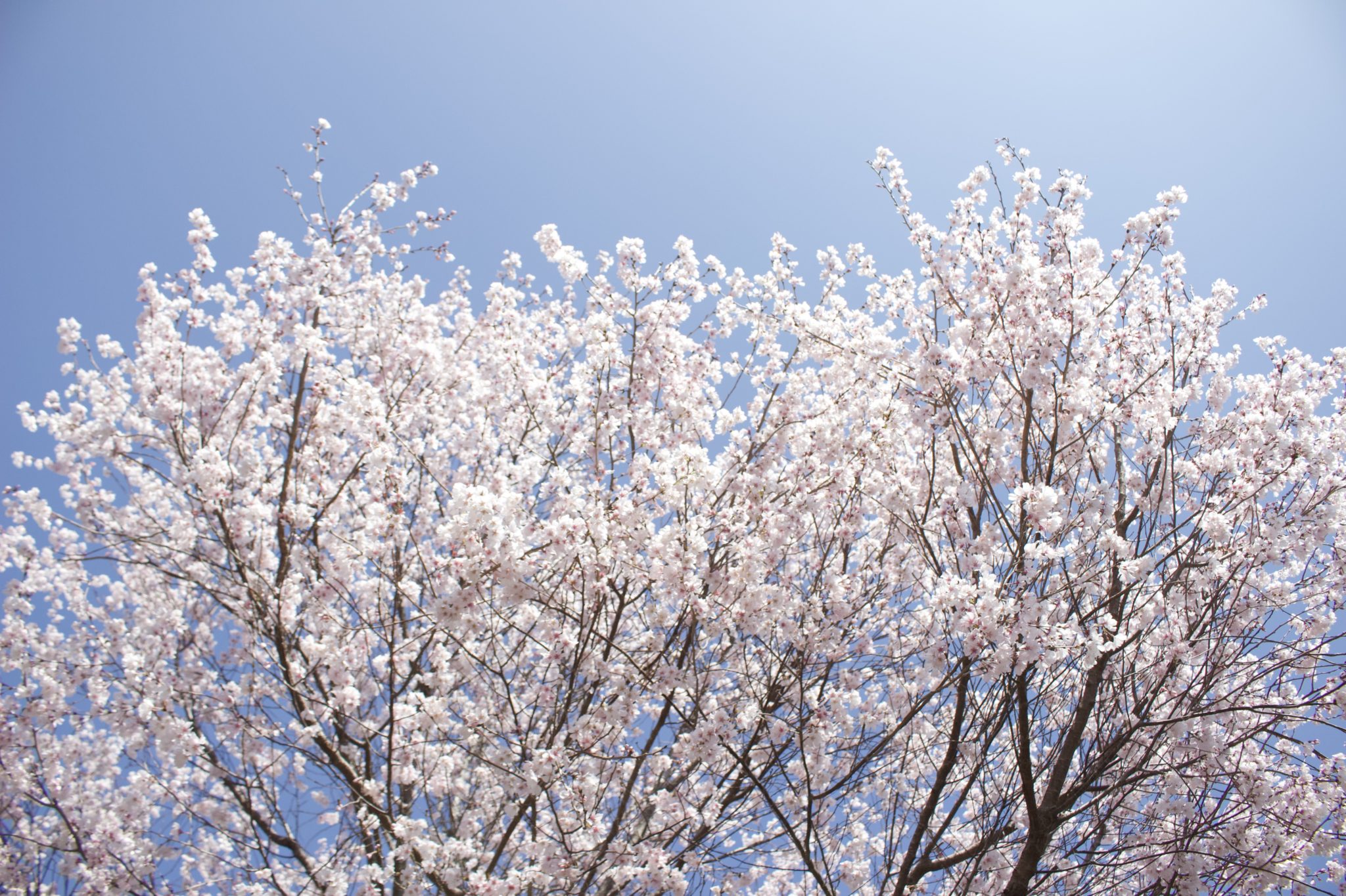 こちらはご住職によるとおそらく古彼岸桜（コヒガンザクラ）だそう。絶賛見頃です