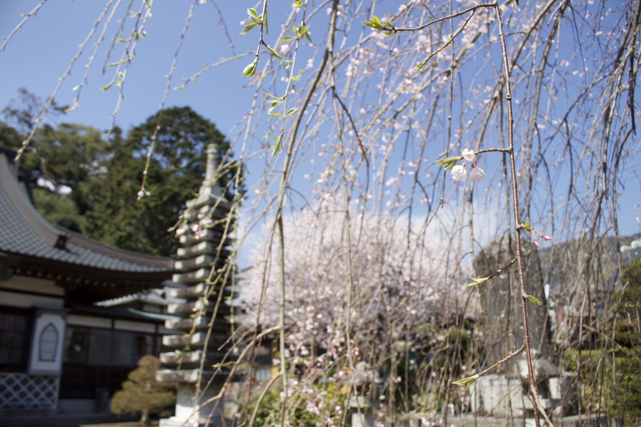 他にも枝垂れ桜が咲いてます♪