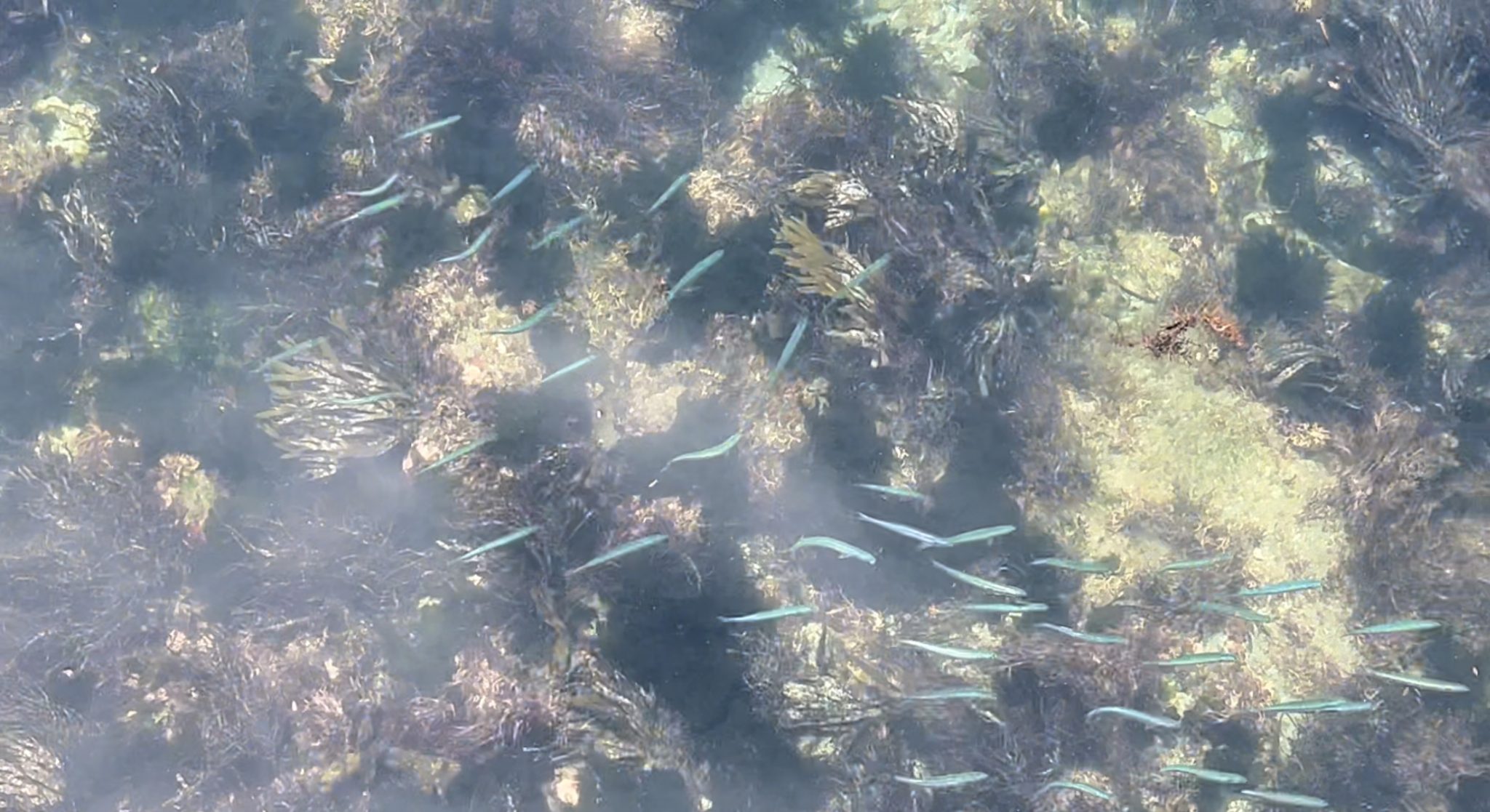 港ではきれいな魚たちも泳いでいます。