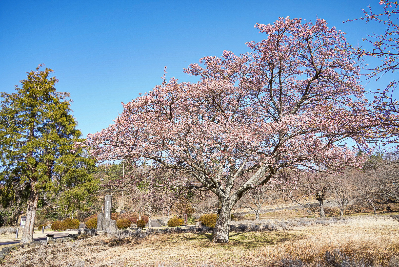 伊東小室桜でしょうか。早咲きの桜が満開です