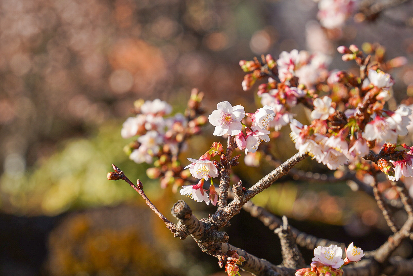 糸川遊歩道の熱海桜