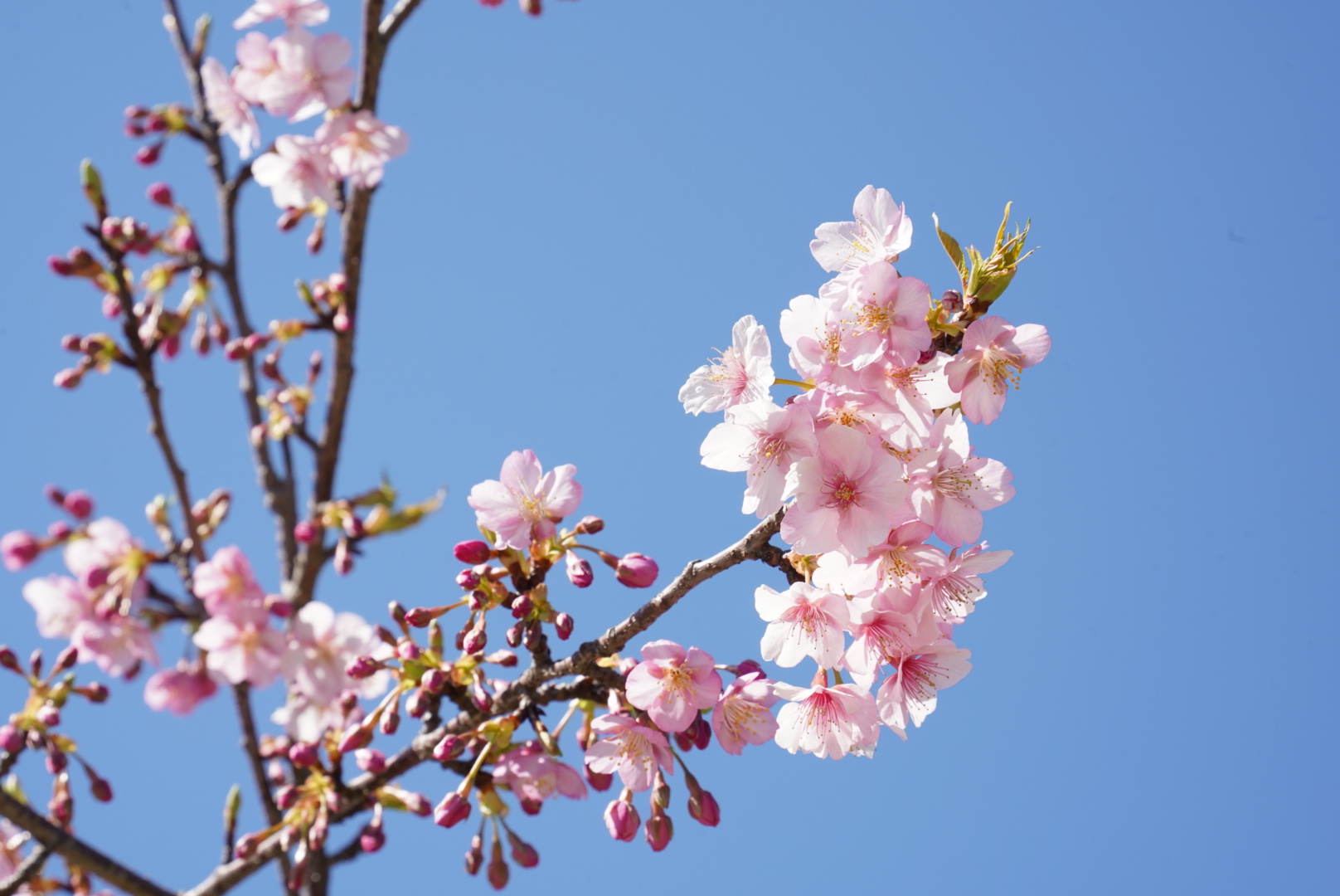 河津桜　2023/2/17 河津駅前にて