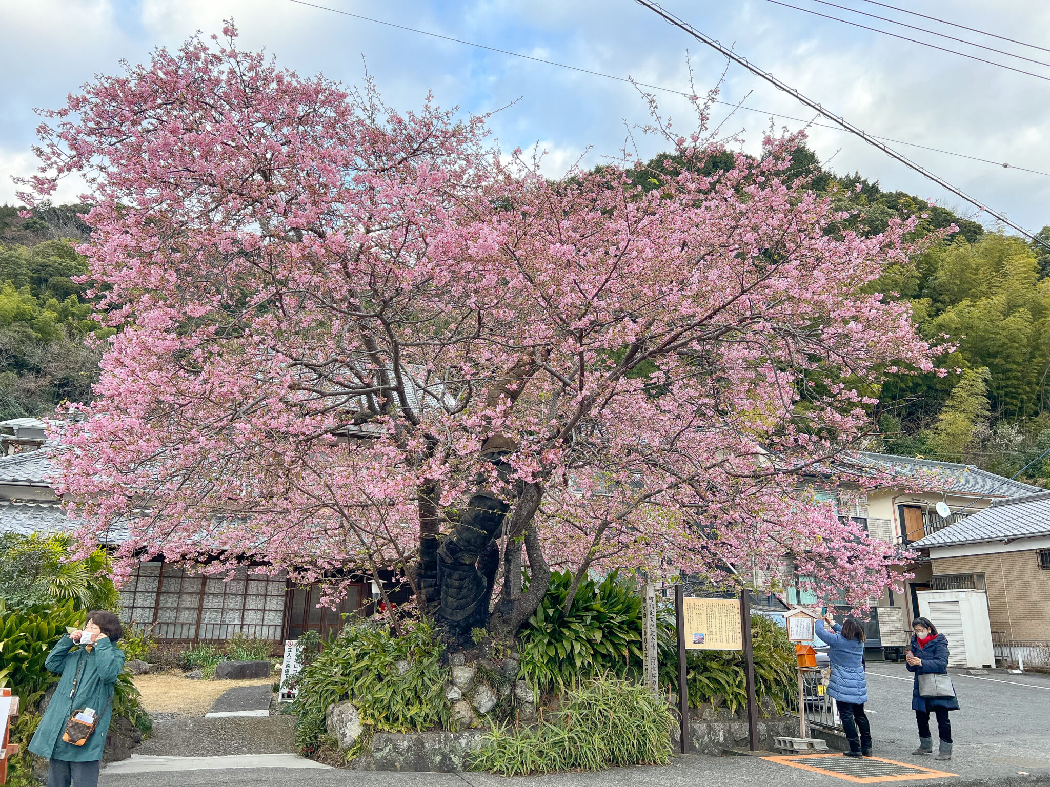 河津桜原木。やはり今年も原木が一番早く見頃に近いです。2023/2/16