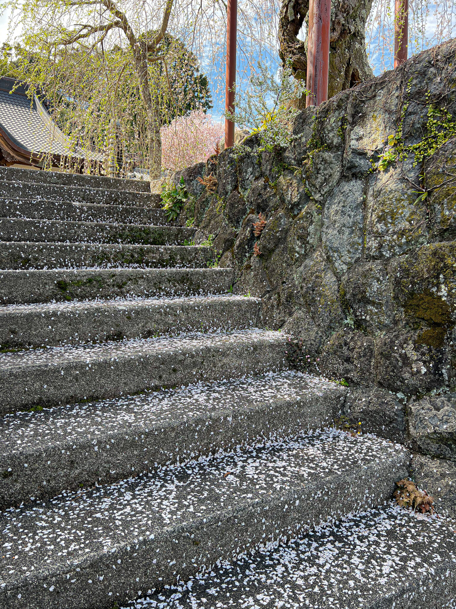 龍豊院のシダレザクラは階段一面に散っていましたがこれもまた風情があります