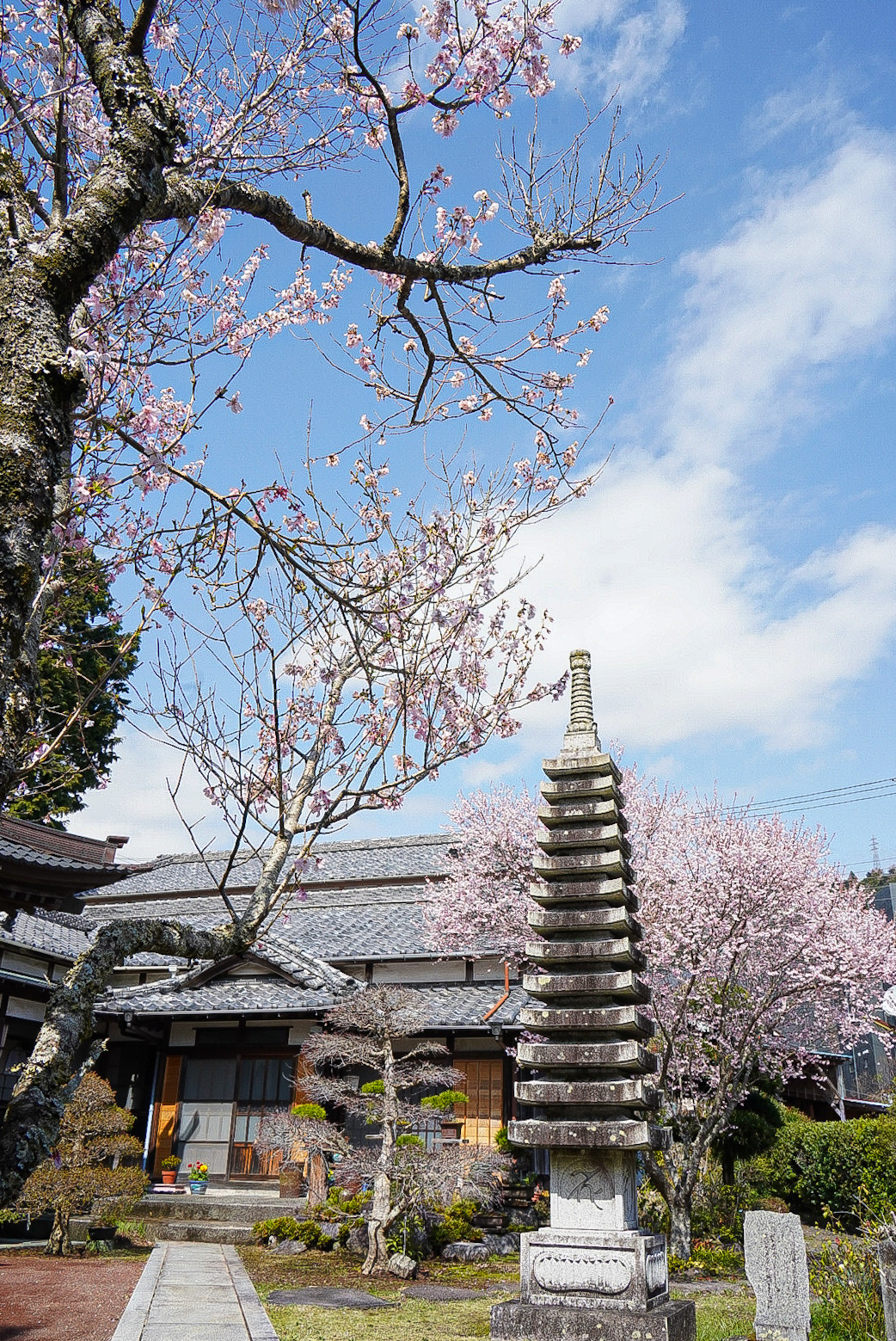 こちらはご住職によると、コヒガンザクラとのことです。