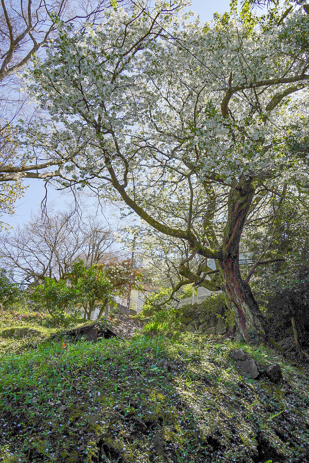 当館の裏山にはさらに立派な大島桜が。