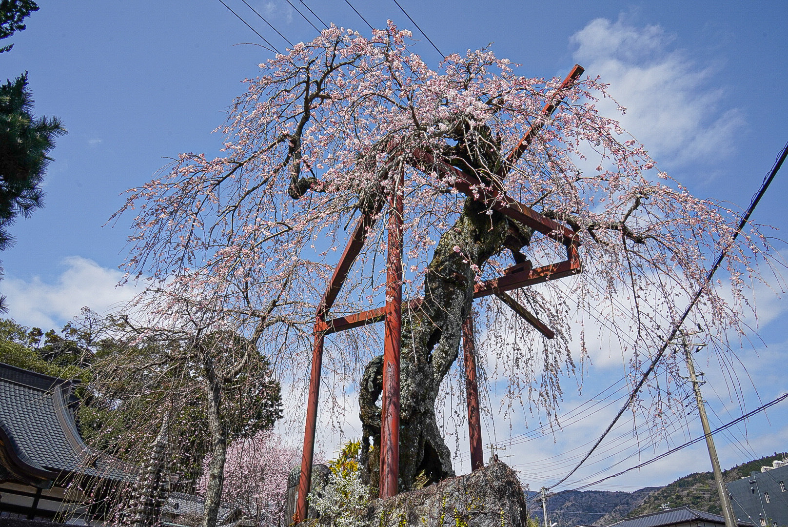 樹齢400年のシダレザクラ（東伊豆町の天然記念物）。