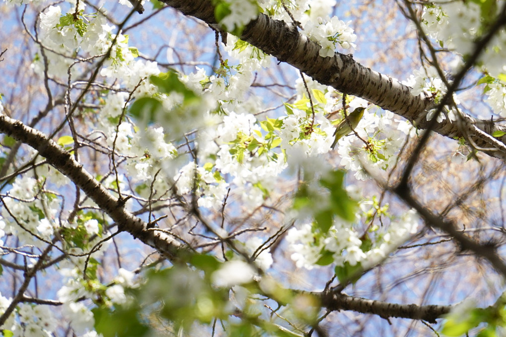 メジロ達が忙しく花の蜜をついばんでいる中、ウグイス達の鳴き声が響きわたります。