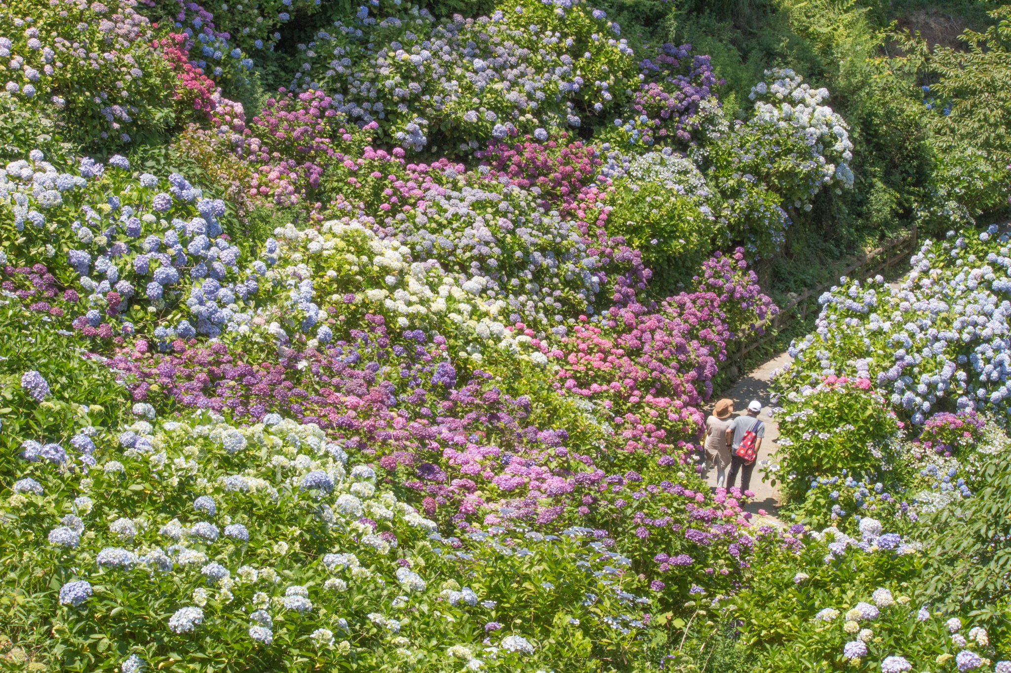下田公園の満開の紫陽花（2021年6月撮影）