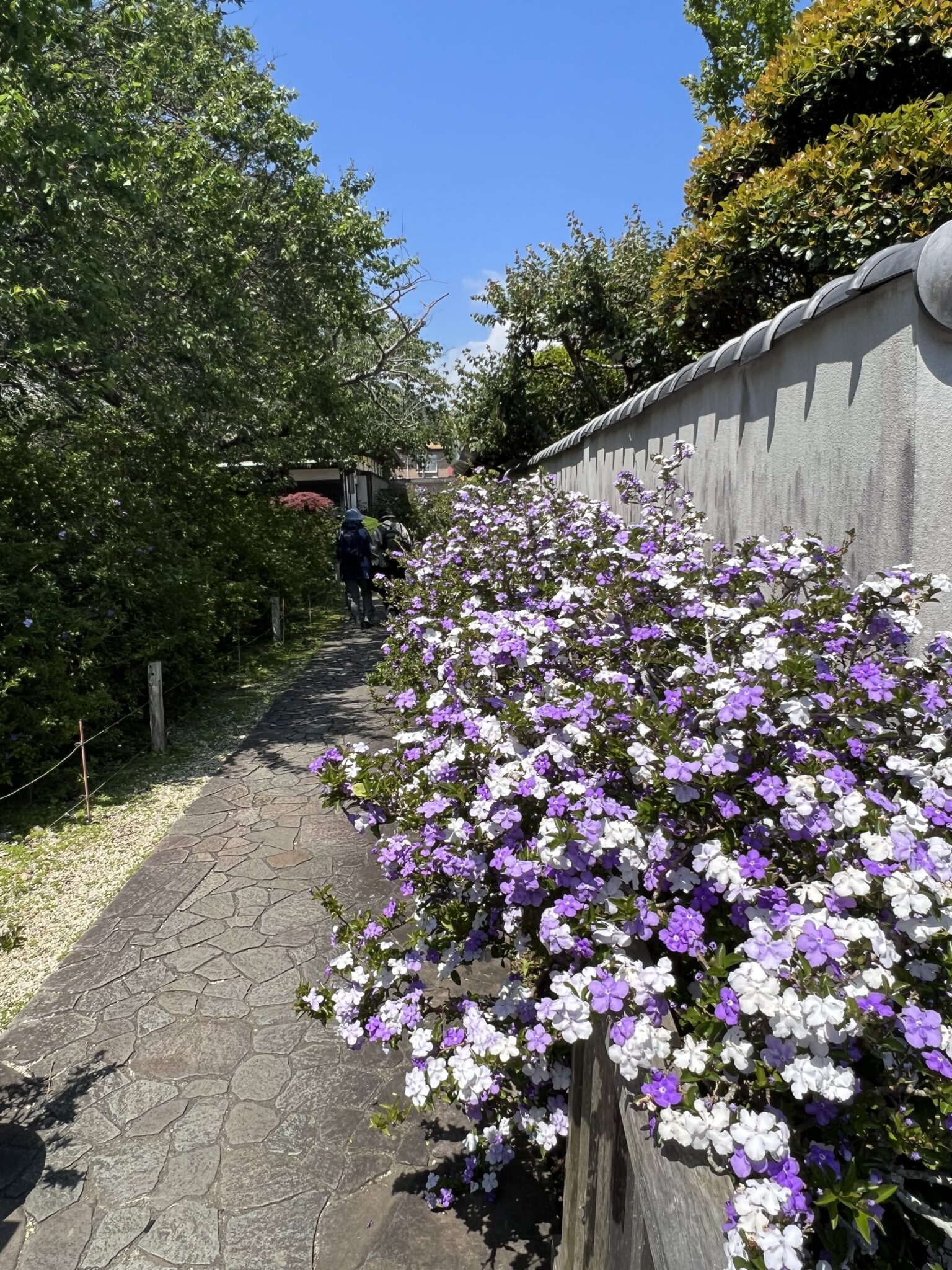 花の色は紫色から白色へと変わっていくのが特徴です。　（2023年5月1日撮影）