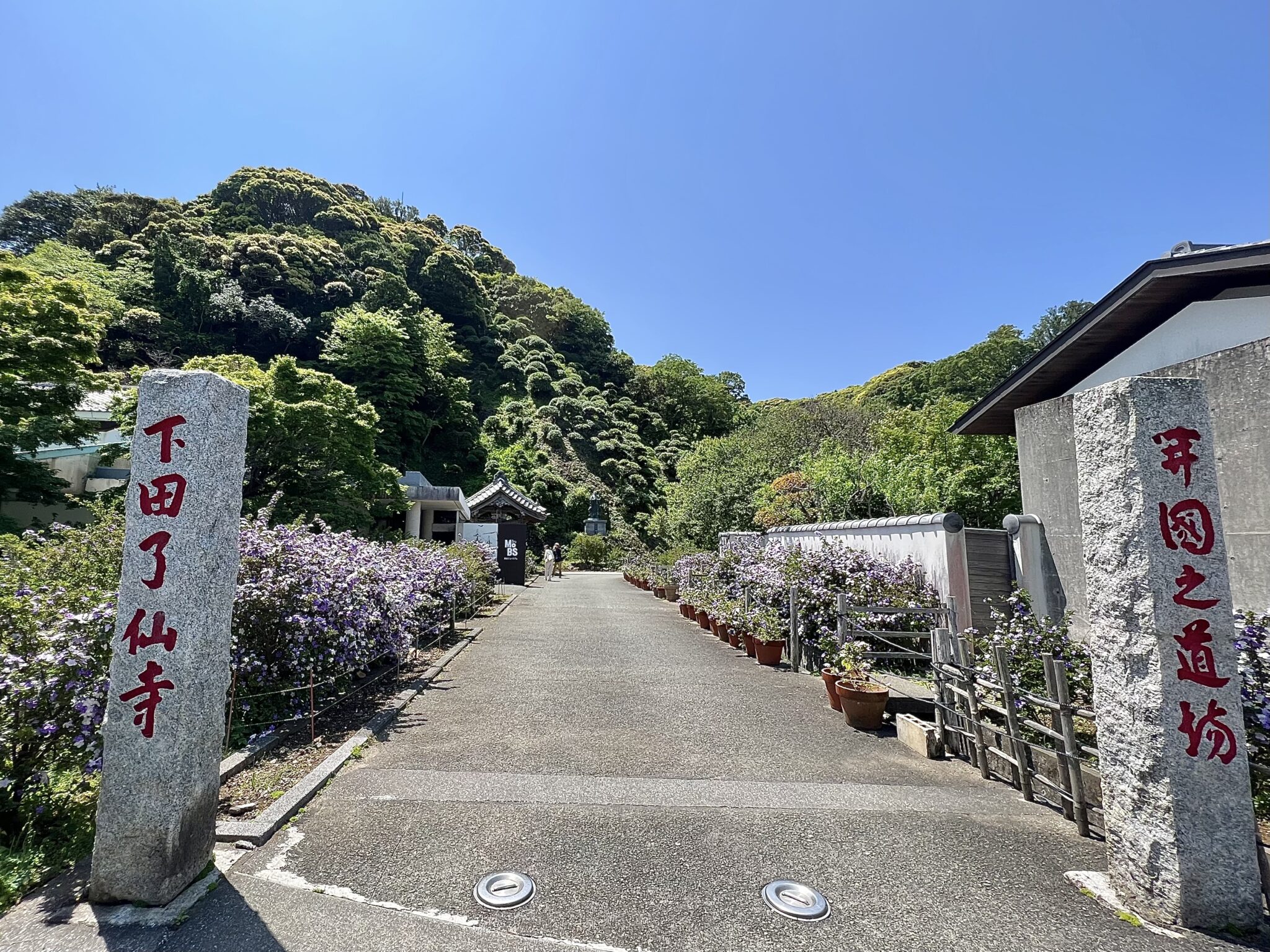 今年は他の花々同様に開花が早いようで、５〜6分咲きぐらいでした。（2023年5月1日撮影）