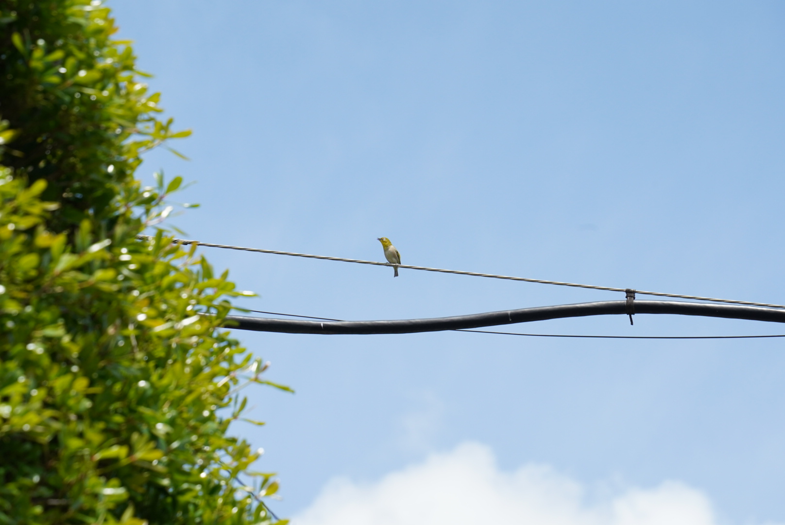 ウグイスの鳴き声が響き渡る中での収穫でした。