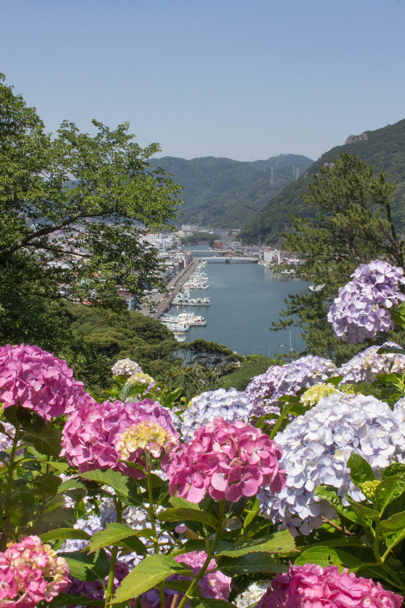 紫陽花越しに下田港も望めます