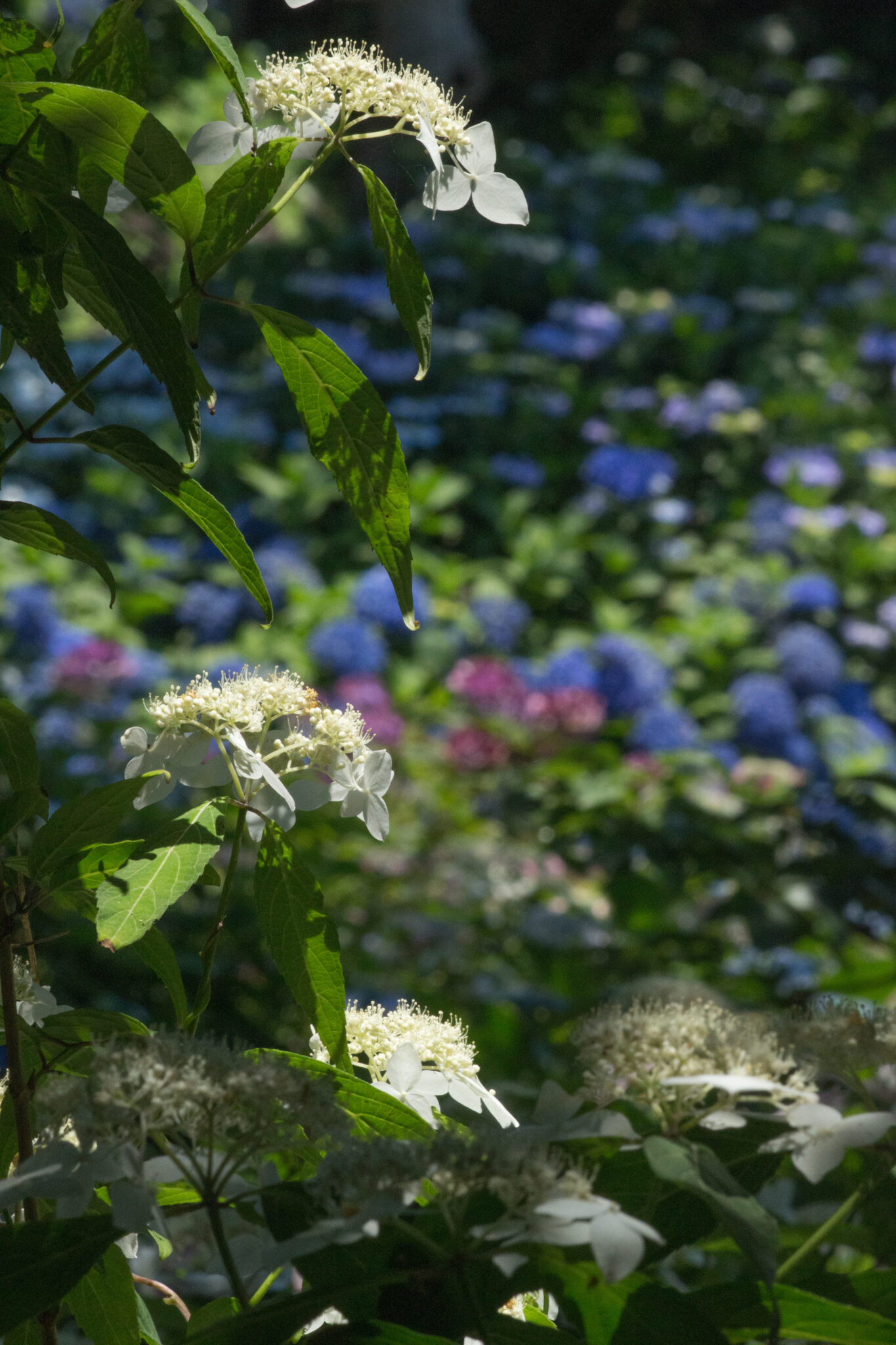 伊豆半島山間部に自生する「天城甘茶（アマギアマチャ）」。その他にも城ヶ崎原産の「城ヶ崎」や「伊豆の華」などもありますよ♪