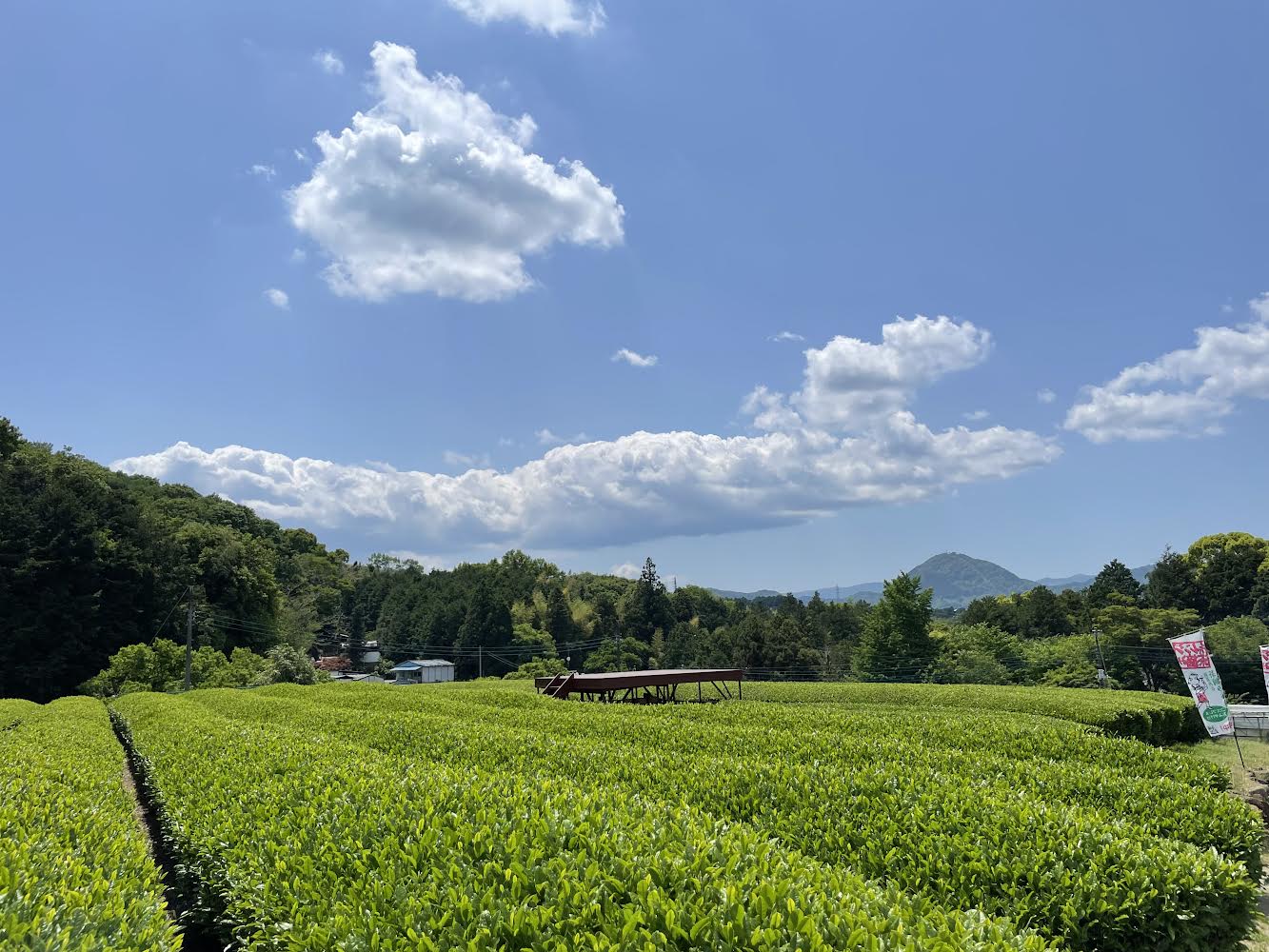 茶摘み体験「蔵屋鳴沢」さんの茶畑（2023年5月2日撮影）