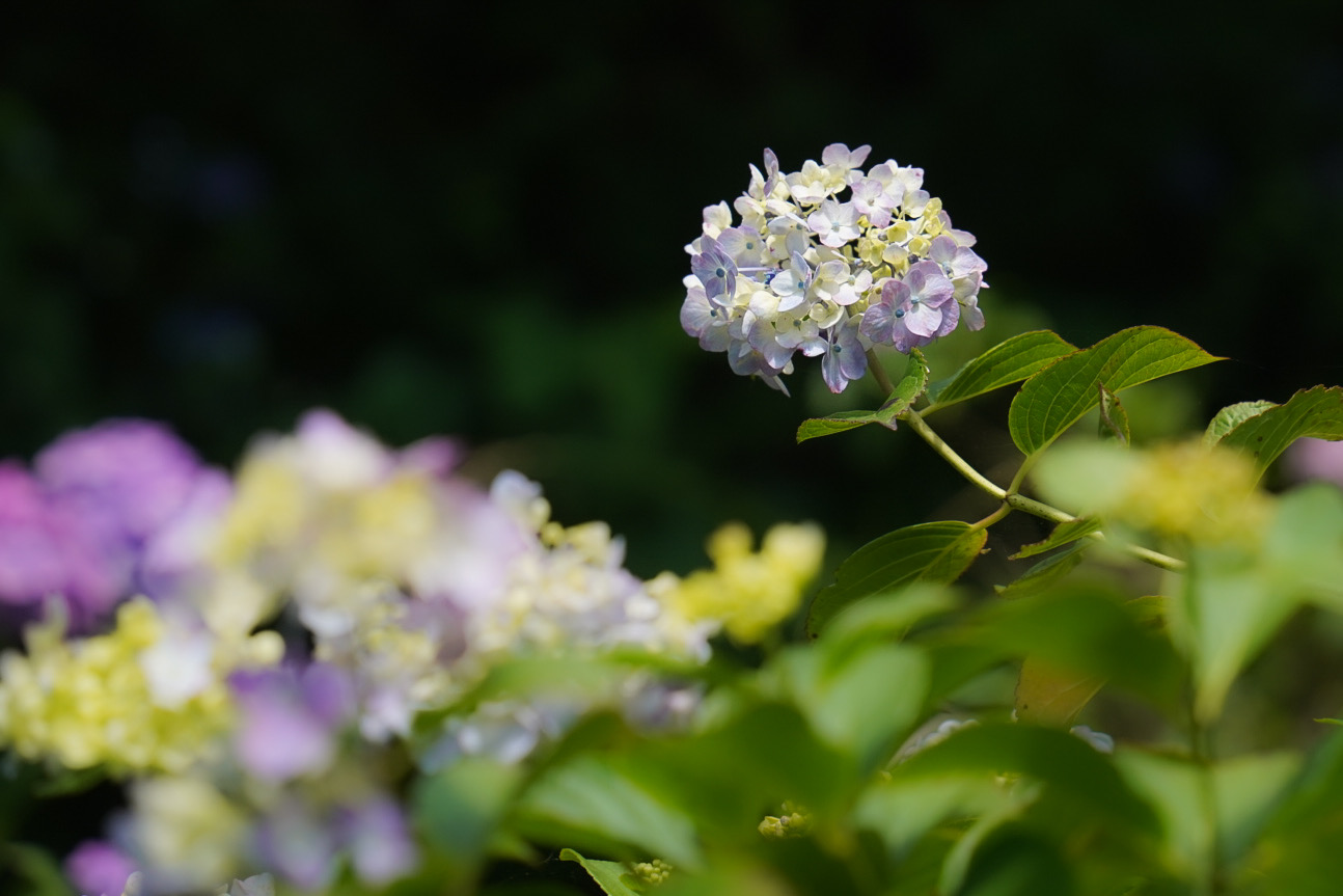 テマリ咲きの紫陽花。資料館にて