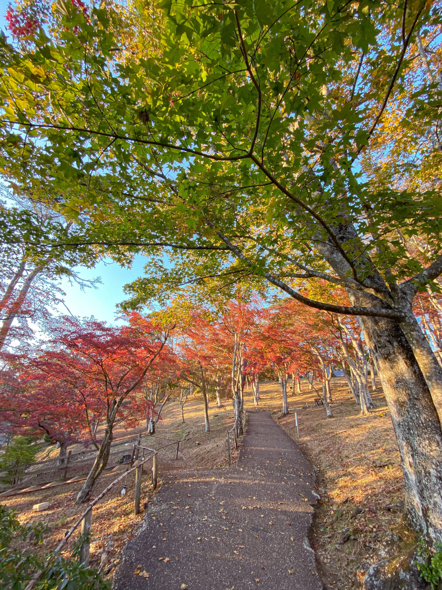 修善寺自然公園（2021年11月撮影）