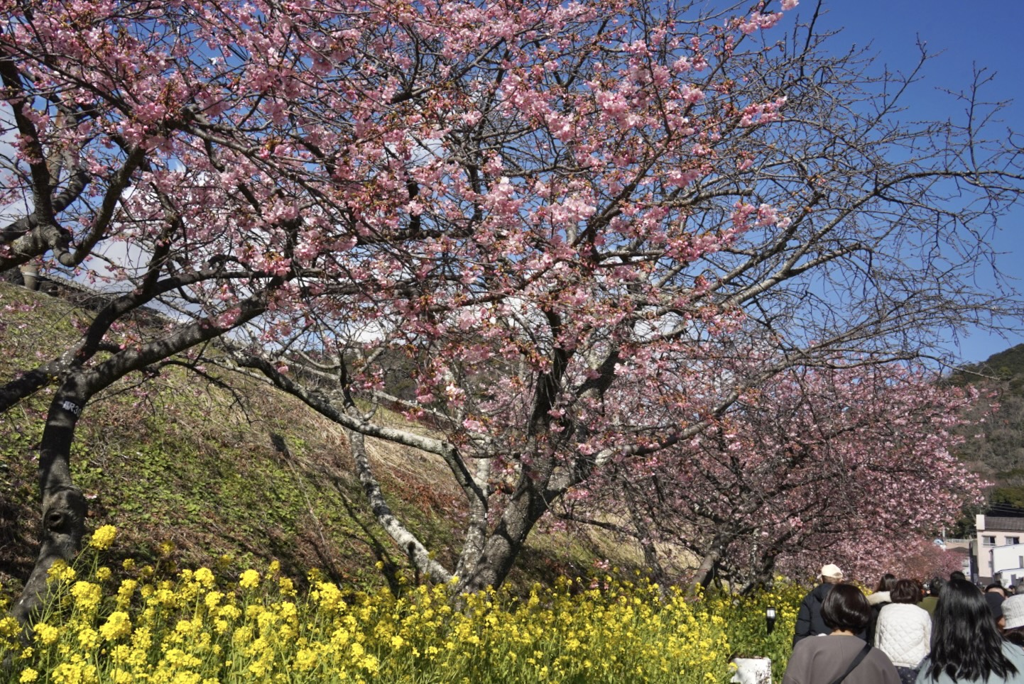 駅前の桜並木はまだこれからです（2024/2/12）