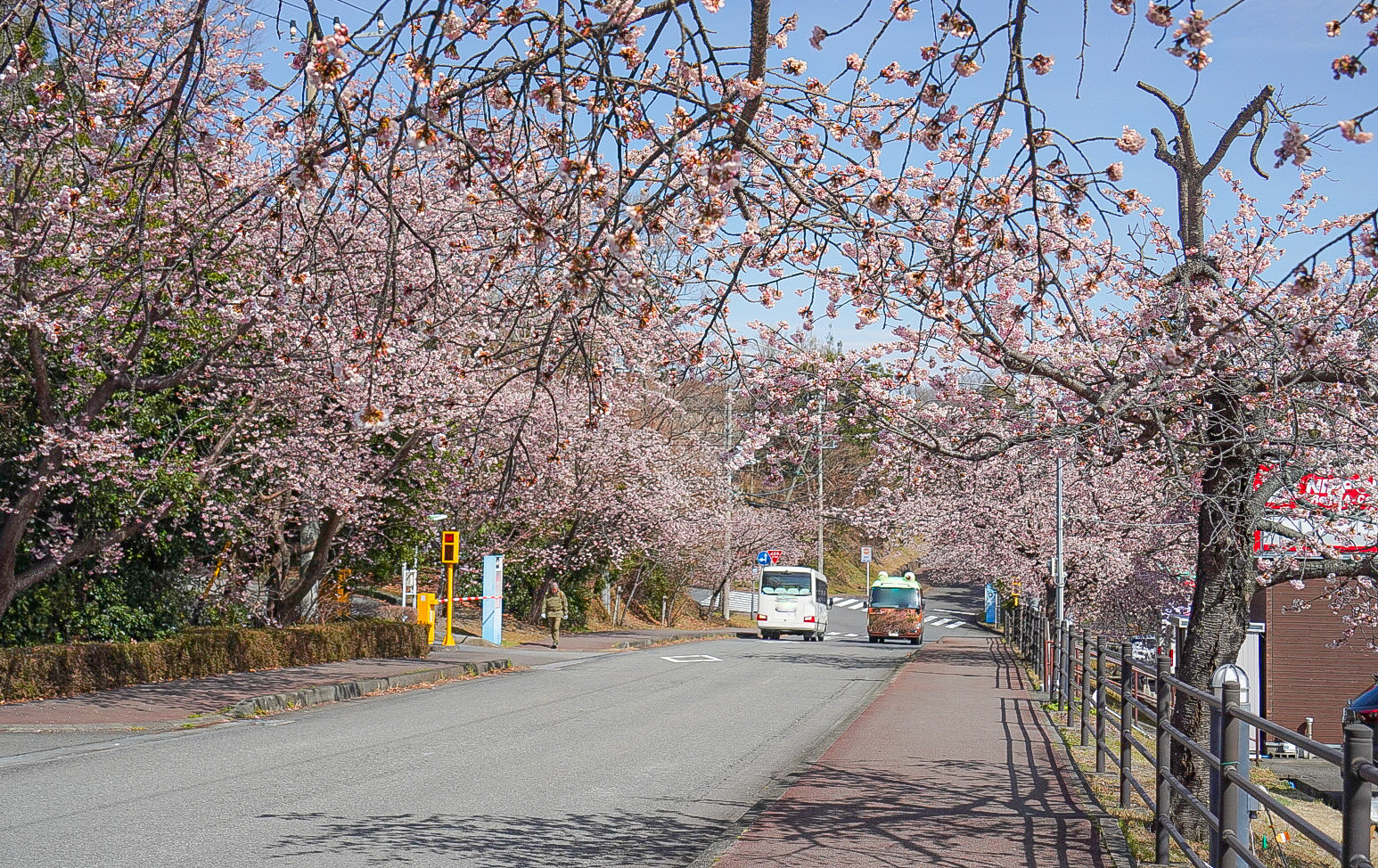 「伊豆高原駅桜並木口」にて。2024/2/29撮影